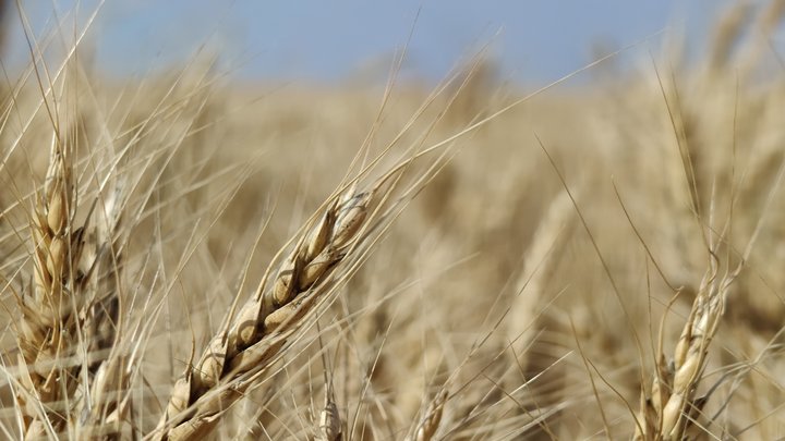 Обкладинка новини Запорізькому депутату оголосили підозру за колабораціонізм